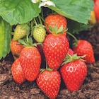 Fraisier 'Ciflorette' Bio. La motte de 7x7 cm - BOTANIC® en promo chez Botanic Fraisier 'Ciflorette' Bio. La motte de 7x7 cm - BOTANIC® dans le catalogue Botanic