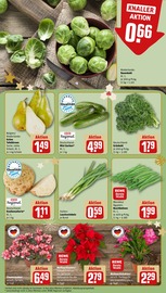 Pflanzen im REWE Prospekt in Augsburg Aktueller REWE Prospekt mit Pflanzen, "Dein Markt", Seite 9