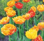 Promo TULIPE "PIVOINE" ECLOZ à 3,99 € dans le catalogue Delbard à Aumale