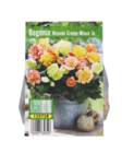 Blumenzwiebeln Begonien bei Lidl im Bruckmühl Prospekt für 1,99 €