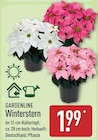 Winterstern im ALDI Nord Prospekt Winterstern von Gardenline im aktuellen ALDI Nord Prospekt für 1,99 €