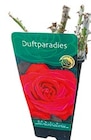 Premium Gartenrose von Duftparadies im aktuellen Netto mit dem Scottie Prospekt