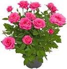 Topfrose im Angebot bei REWE in Siegen Topfrose Angebote bei REWE Siegen für 1,59 €