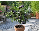 Pflaume im Angebot bei Garten-Center Nordharz GmbH & Co. KG in Hannover Pflaume Angebote bei Garten-Center Nordharz GmbH & Co. KG Hannover für 26,99 €