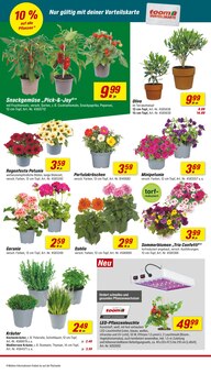 Blumentopf im aktuellen toom Baumarkt Prospekt (Mainz) Blumentopf im toom Baumarkt Prospekt "Respekt, wer's selber macht." mit 30 Seiten (Mainz)