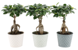 Ficus ginseng en promo chez Carrefour Villeneuve-d'Ascq à 8,99 €