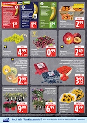 Bio im EDEKA Prospekt in Rostock Aktueller EDEKA Prospekt mit Bio, "Top Angebote", Seite 4