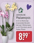Phalaenopsis von Gardenline im aktuellen ALDI Nord Prospekt