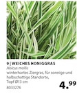 Weiches Honiggras von  im aktuellen Dehner Garten-Center Prospekt für 4,99 €