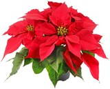 Aktuelle Zimmerpflanzen Angebote bei Penny in Hamburg Aktuelles Weihnachtsstern Angebot bei Penny in Hamburg ab 1,89 €