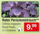 Roter Perückenstrauch im Angebot bei Zimmermann in Bremen Roter Perückenstrauch Angebote bei Zimmermann Bremen für 9,99 €