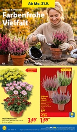 Gartenbepflanzung Angebote im Prospekt "LIDL LOHNT SICH" von Lidl Gartenbepflanzung Angebote im Prospekt "LIDL LOHNT SICH" von Lidl auf Seite 20