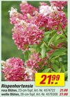 toom Baumarkt Celle - Rispenhortensie Angebot im Prospekt Rispenhortensie bei toom Baumarkt im Celle Prospekt für 21,99 €