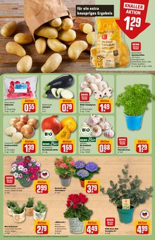 Blumen im aktuellen REWE Prospekt (Jena) Blumen im REWE Prospekt "Dein Markt" mit 32 Seiten (Jena)