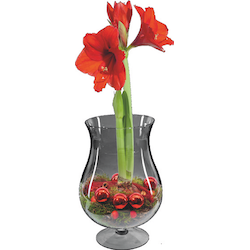 Amaryllis im Glas