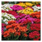 Promo Kalanchoe à fleurs multicolores. La coupe diamètre 23 cm à 9,99 € dans le catalogue Botanic à Villeneuve-lès-Avignon