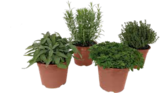 Italienische Kräuter Angebote von GROW by OBI bei OBI Remscheid für 3,49 €