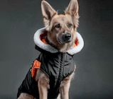 Hundejacke im Angebot bei Woolworth in Solingen Hundejacke Angebote bei Woolworth Solingen für 6,00 €