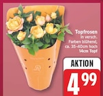 Topfrosen für 4,99 € bei EDEKA im Angebot Topfrosen im aktuellen EDEKA Prospekt