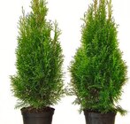 Aktuelles Thuja Smaragd Angebot bei Wreesmann in Dresden ab 6,99 €