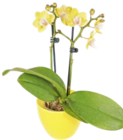 Mini-Orchidee im Keramik-Übertopf Angebote bei Kaufland Bremerhaven für 7,99 €