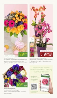 Zimmerpflanzen im Pflanzen Kölle Prospekt "BLÜHENDE OSTERZEIT" mit 14 Seiten (Nürnberg)