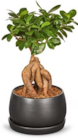 Aktuelle Pflanzen Angebote bei Netto Marken-Discount in Mönchengladbach Aktuelles Bonsai Angebot bei Netto Marken-Discount in Mönchengladbach ab 9,99 €