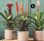 Mixte bromelias en promo chez Super U Strasbourg à 9,99 €