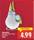 Amaryllis im aktuellen E center Prospekt