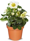 Christrose im Angebot bei Netto Marken-Discount in Nürnberg Christrose Angebote bei Netto Marken-Discount Nürnberg für 3,99 €