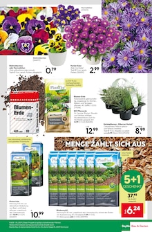 Stiefmütterchen im BayWa Bau- und Gartenmärkte Prospekt "Ihr Projekt im Herbst!" mit 24 Seiten (Nürnberg)