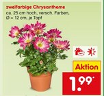 Zweifarbige Chrysantheme Angebote bei Netto Marken-Discount Würzburg für 1,99 €