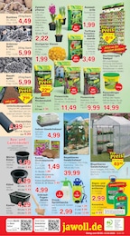 Jawoll Blumenzwiebeln im Prospekt 