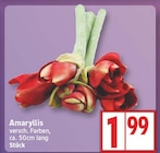 EDEKA Glienicke - Amaryllis Angebot im Prospekt Amaryllis bei EDEKA im Glienicke Prospekt für 1,99 €