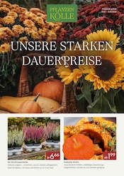 Aktueller Pflanzen Kölle Prospekt mit Gemüse, "UNSERE STARKEN DAUERPREISE", Seite 1