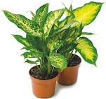 Dieffenbachia im Netto mit dem Scottie Prospekt Dieffenbachia von im aktuellen Netto mit dem Scottie Prospekt für 2,99 €