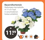 V-Markt Pentling Prospekt mit  im Angebot für 11,99 €