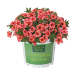 Zauberglöckchen Selektion im aktuellen Pflanzen Kölle Prospekt