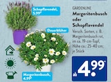 Schopflavendel im ALDI SÜD Prospekt Schopflavendel von Gardenline im aktuellen ALDI SÜD Prospekt für 4,99 €