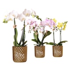 Orchidée 2 tiges - Carrefour à Versailles Orchidée 2 tiges en promo chez Carrefour Versailles à 12,99 €