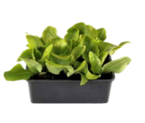 Salatpflanzen im Angebot bei OBI in Saarbrücken Salatpflanzen Angebote bei OBI Saarbrücken für 2,49 €