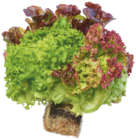 Ballensalat Trio-Mix im EDEKA Prospekt Ballensalat Trio-Mix im aktuellen EDEKA Prospekt für 0,99 €