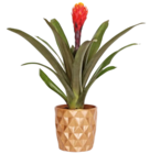 Kaufland Hohen Neuendorf - Bromelie oder Calla im Keramikübertopf Angebot im Prospekt Bromelie oder Calla im Keramikübertopf bei Kaufland im Hohen Neuendorf Prospekt für 1,99 €