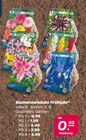 Blumenzwiebeln Frühjahr PG 0 im Angebot bei Netto mit dem Scottie in Dresden Blumenzwiebeln Frühjahr PG 0 Angebote bei Netto mit dem Scottie Dresden für 0,99 €