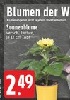 EDEKA - Sonnenblume Angebot im Prospekt Sonnenblume bei EDEKA im Prospekt "" für 2,49 €