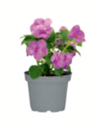 Sommerblumen bei toom Baumarkt im Prospekt "" für 0,89 €