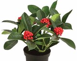 Baum im Dehner Garten-Center Prospekt Fruchtskimmie Temptation im aktuellen Dehner Garten-Center Prospekt für 19,99 €