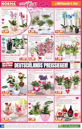 Keksdose Angebot im aktuellen Norma Prospekt auf Seite 16