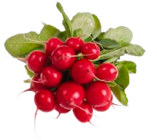 Aktuelles Radieschen Angebot bei EDEKA in Rostock ab 0,59 €