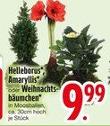 Helleborus, Amaryllis oder Weihnachtsbäumchen Angebote bei EDEKA Augsburg für 9,99 €